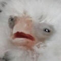 A baby birb